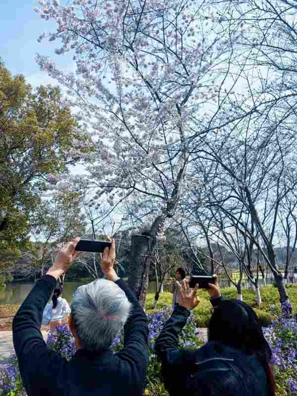 都市忙碌者的周末指南:浦东世博园的高山杜鹃赏析方案 文化旅游