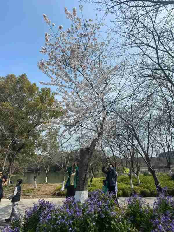 都市忙碌者的周末指南:浦东世博园的高山杜鹃赏析方案 文化旅游