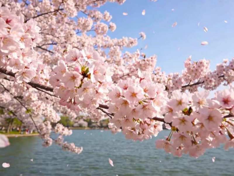 都市忙碌者的周末指南:浦东世博园的高山杜鹃赏析方案 文化旅游