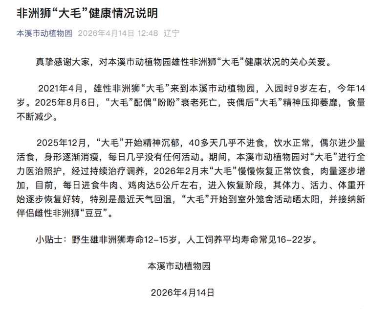 【深度解析】从行为学视角审视平顶山动物园狼群“作揖”现象：刻板行为还是生存本能？ 新闻