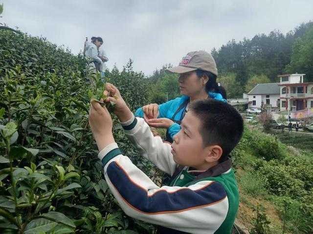  【技术解密】北纬33°的产业革命：商南茶产业链智能化改造深度报告 新闻